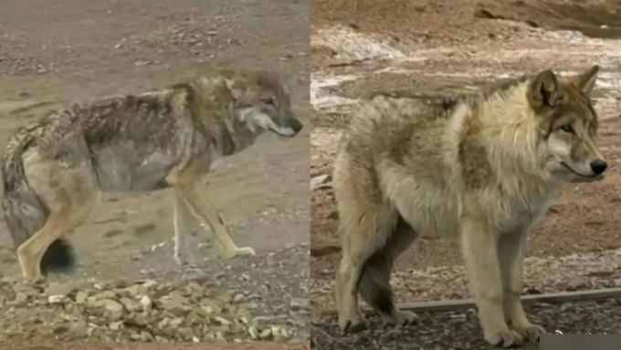 原本瘦骨嶙峋的野狼，在人类不断投喂后变成肥狼。影片截图