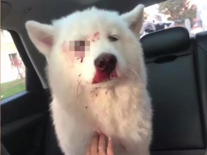 萨摩耶犬被打爆眼球遗弃。网上图片