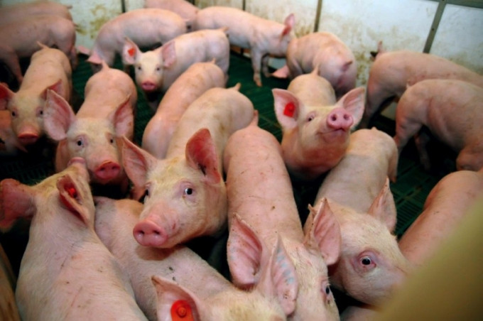 美國農業部數據顯示，中國買家上周取消3247噸美國豬肉進口訂單，是逾一年來最大規模訂單取消。（網圖）