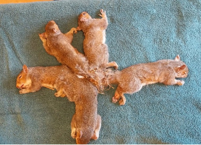 5隻小松鼠的尾巴被雜草與樹枝交纏嚴重糾結。(網圖)