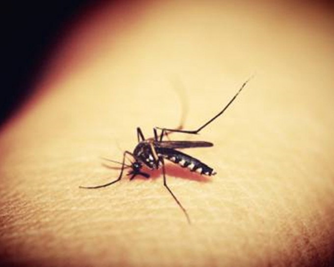 英國科學家利用基因編輯技術，在實驗室阻止傳播瘧疾的蚊子繁殖，最終蚊群消滅。網圖