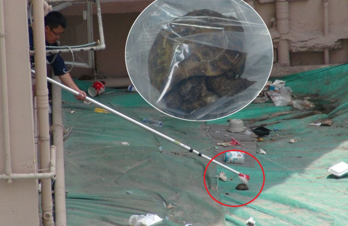 愛協人員檢走兩隻龜的屍體。林思明攝