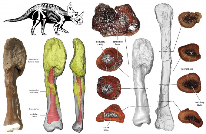 科学家研究7600万年前化石首次发现恐龙患癌。 网图