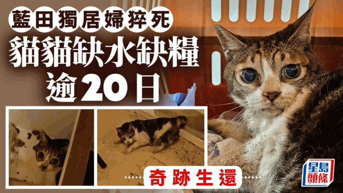 蓝田独居妇猝死家中 宠物猫匿床底独留逾20日 缺水缺粮奇迹生还