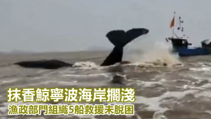 一條20米長抹香鯨於寧波海域擱淺，當局組織行動救援未果。央視新聞影片截圖