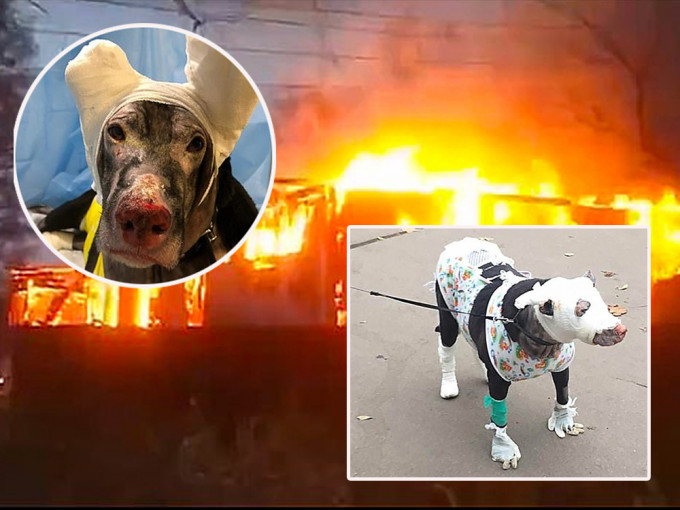 俄罗斯一只怀孕狗勇闯火场救出4名病人因此被烧伤。（网图）