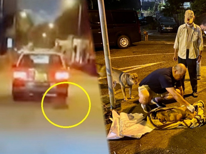 一輛新界的士撞到一隻狗後不顧而去。網民Eric Leung截圖