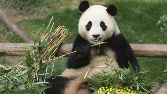 「福宝」是首只在韩国出生的大熊猫。(新华社)