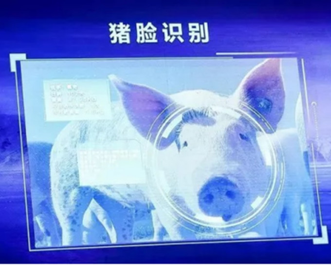 猪脸识别可分析其面孔及声音，判断是否患病。网图