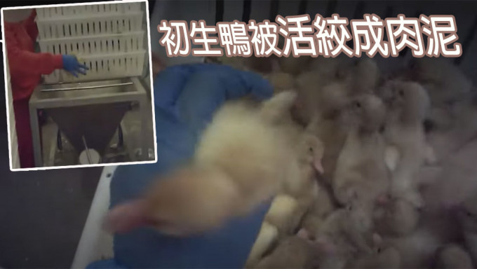 動物組織揭全美最大鴨肉商涉活絞初生鴨成肉泥。影片截圖