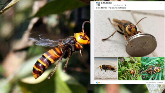 有热心市民解救路上遇见的大黄蜂，引发网民争议。网上图片\「香港风景摄影会」截图