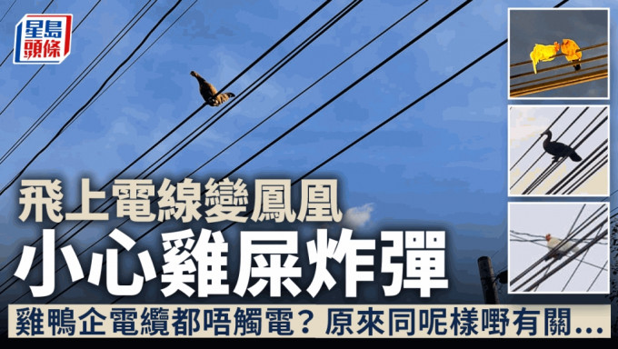 雞鴨飛上電纜變鳳凰？ 小心雞屎炸彈 網民驚訝：雞翼進化了？