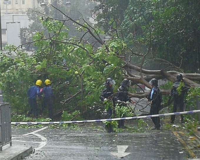 截至上午10时收到85宗塌树报告。