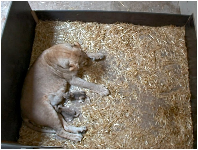 母狮基加利吃了自己的出生寳寳。FB图