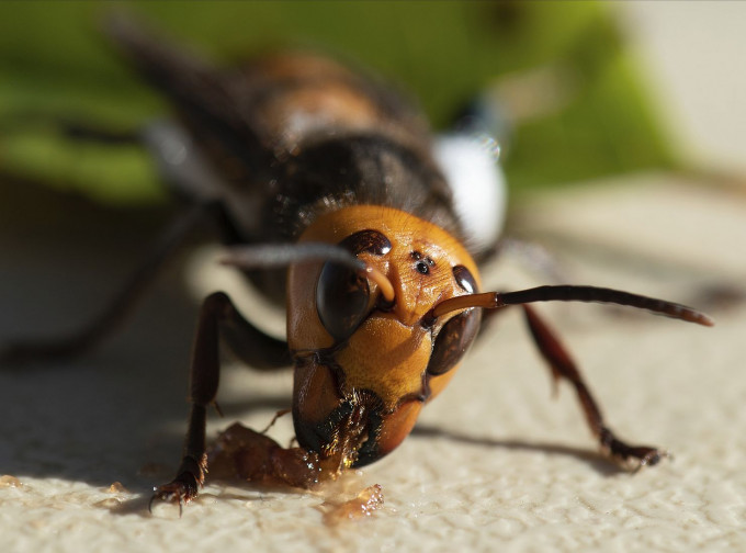 华盛顿州农业部在一处私人用地的一颗树洞内发现亚洲大黄蜂蜂巢。AP