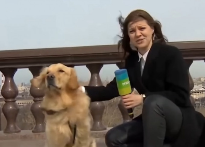 俄羅斯女記者進行直播期間，咪高峰一度被狗叼走。影片截圖
