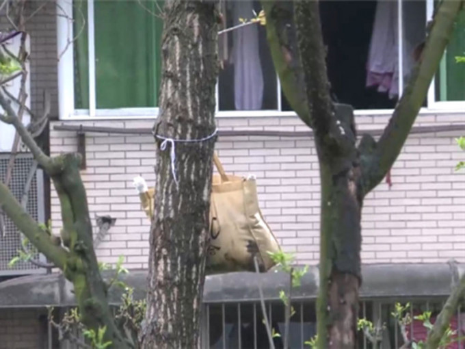 重慶一個公園經常傳出惡臭味，臭味來自樹上掛著的一個袋子，及後發現原來內藏貓屍。（網圖）