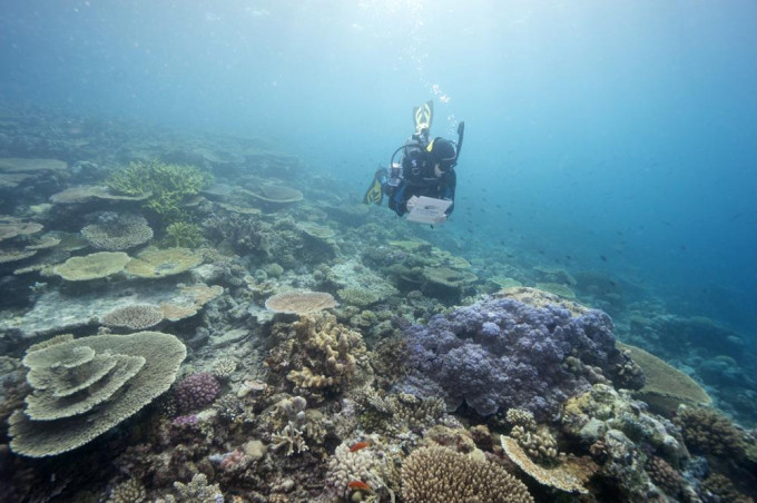 由2009年至2018年间，全球丧失了大约1.17万平方公里珊瑚。美联社资料图片
