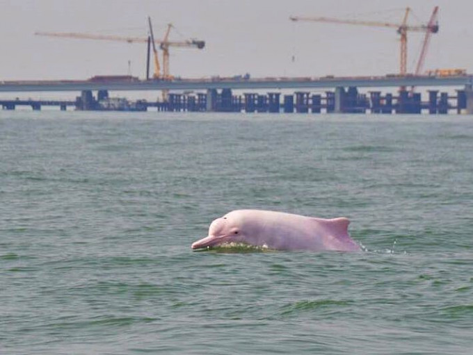 珠江口是中国最大中华白海豚栖息地。资料图片