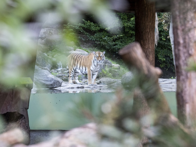 蘇黎世動物園內另一頭西伯利亞虎。AP
