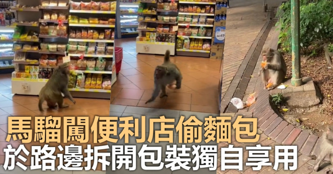 屯門良景邨有馬騮闖進便利店偷麵包 。影片截圖