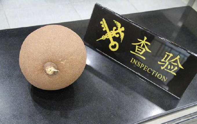 拱北海關截獲了一顆名為「砲彈果」的球狀果實。網上圖片