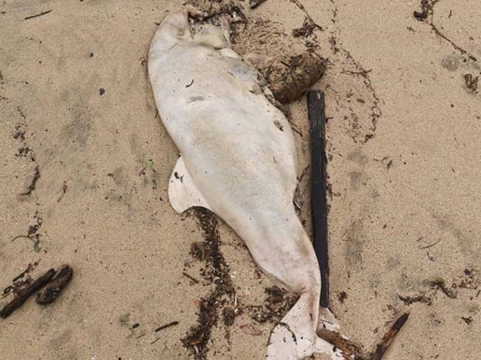 中华白海豚尸身已严重腐烂。图:海洋公园保育基金