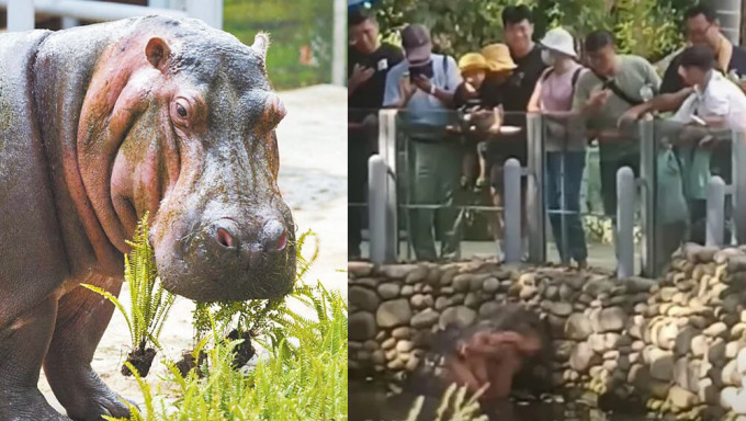 台灣新竹市立動物園，遊客餵河馬食薯片，職員接投訴竟回「罵過河馬」。