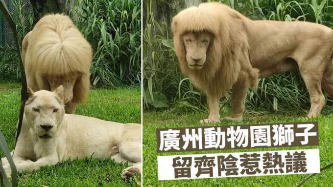 广州动物园狮子留有「齐阴」发型引起讨论。微博网图