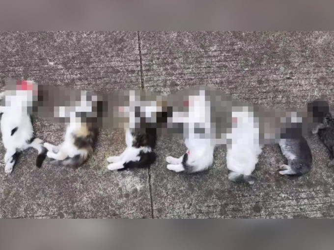 江苏女子申诉家中7只小猫被前男友摔死。