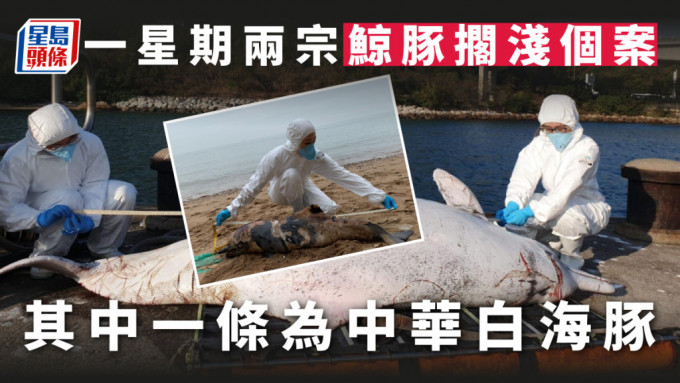 本港近日发现两宗鲸豚搁浅个案。