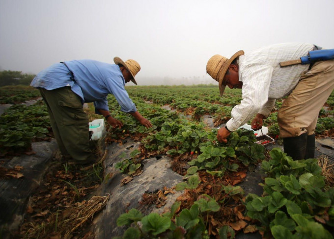 「毒死蜱」是美國農業界過去50多年來廣泛應用的農藥。ap