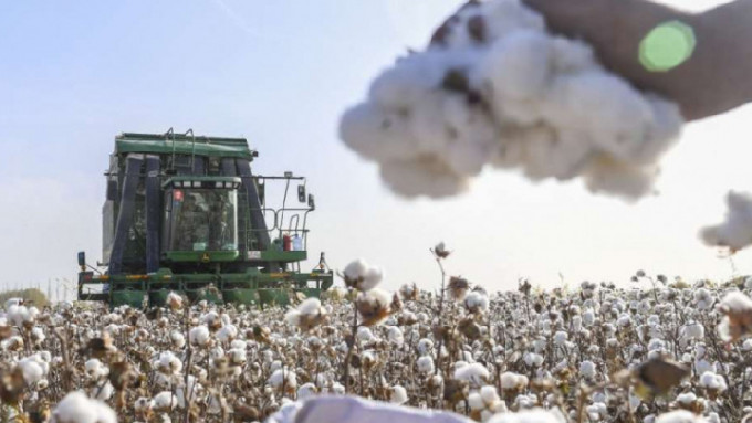 去年產出的新疆棉花已陸續被收購。（資料圖片）
