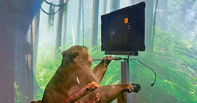 Neuralink公司训练猴子玩电脑游戏，让猴子啜饮香蕉奶昔作奖励。
