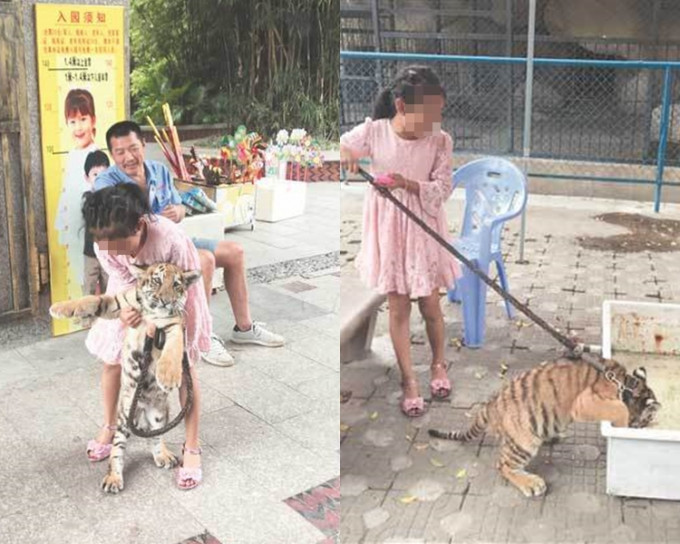 9岁女童牵小老虎在园内散步。网图