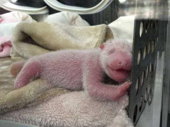 此次出生的这对双胞胎是熊猫基地近10年来唯一没有赶上熊猫基地新生幼仔集体亮相的「迟到的大熊猫宝宝」。（网图）