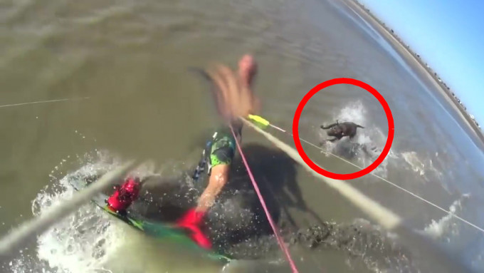 一隻鬥牛犬不知從哪兒竄出來，踏着海浪飛奔追咬一名玩衝浪滑翔傘的遊客。（網圖）