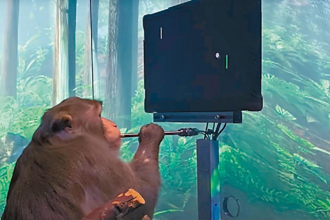 马斯克发布的影片显示，脑部殖入晶片的猕猴懂得玩乒乓球电玩。
