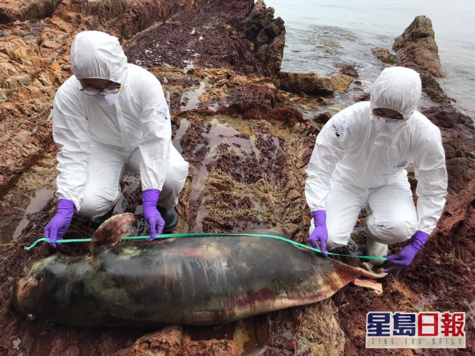 亞成年江豚在鬼手岩擱淺，屍身嚴重腐爛，為本年度的第12宗。 海洋公園保育基金提供