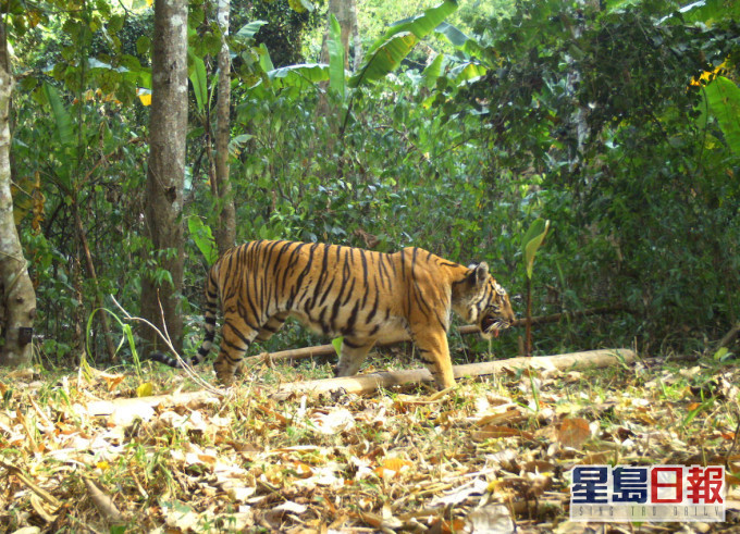 Umphang野生動物保護區的監察鏡頭拍到雌虎「MKF5」的蹤影。DNP/世界自然基金會泰國分會圖片