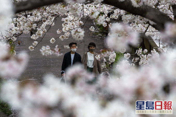 东京的樱花上周初宣告「满开」。AP资料图片
