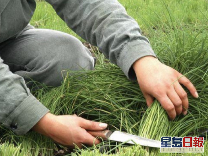 廣西一名男子因偷割農田中的韭菜出售被判監半年。示意圖,非涉事人