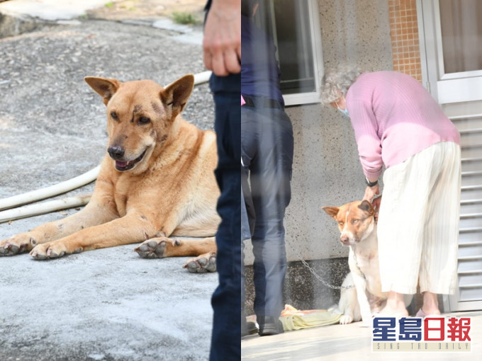 经初步调查后，相信涉事的两只狗曾在场打交导致受伤。