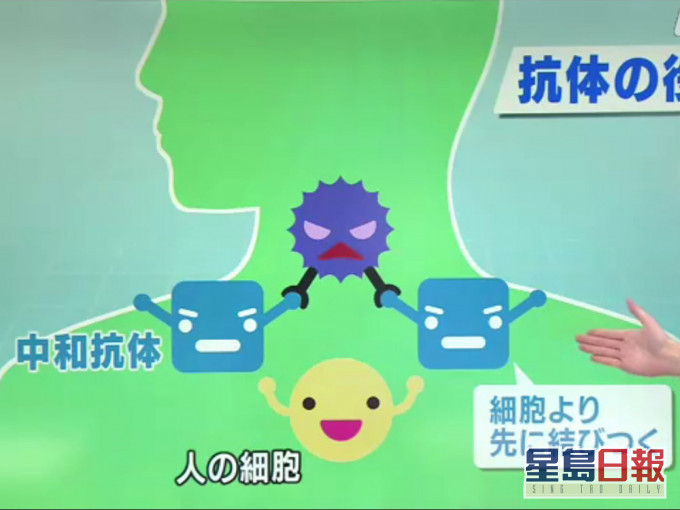 日本研發出「人工抗體」 ,可攻擊新冠病毒防止其增生。NHK截圖。