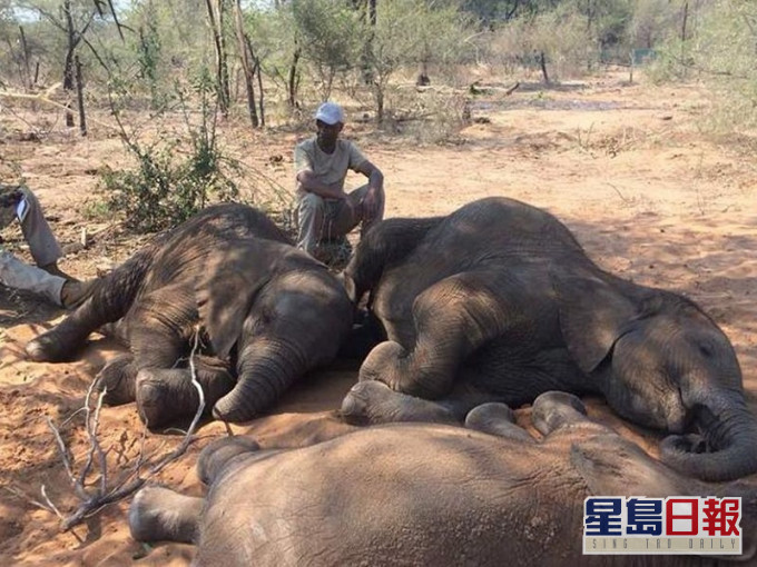 数以百计的大象死去。网图