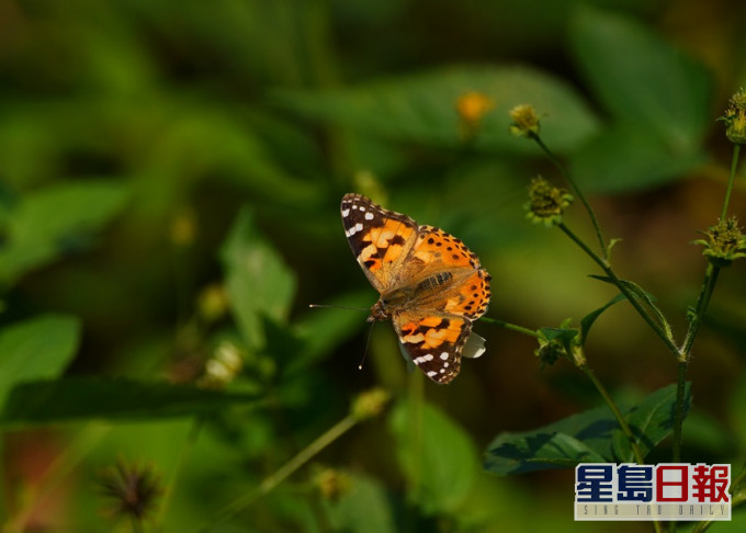 調查首次在本港發現罕見的「小紅蛺蝶」。綠色力量提供圖片