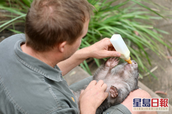 澳洲多個動物園提供直播,讓大眾了解飼養員如何照顧動物。