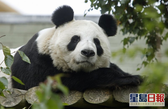 旅英大熊貓「甜甜」。AP資料圖片