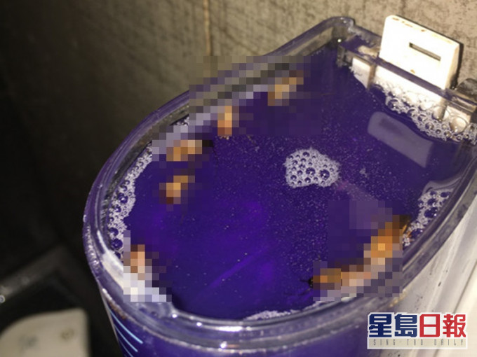 沐浴露内有多只「小强」。连登图片