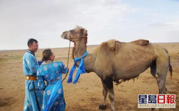 内蒙古一只被卖骆驼行100公里回家。网上图片